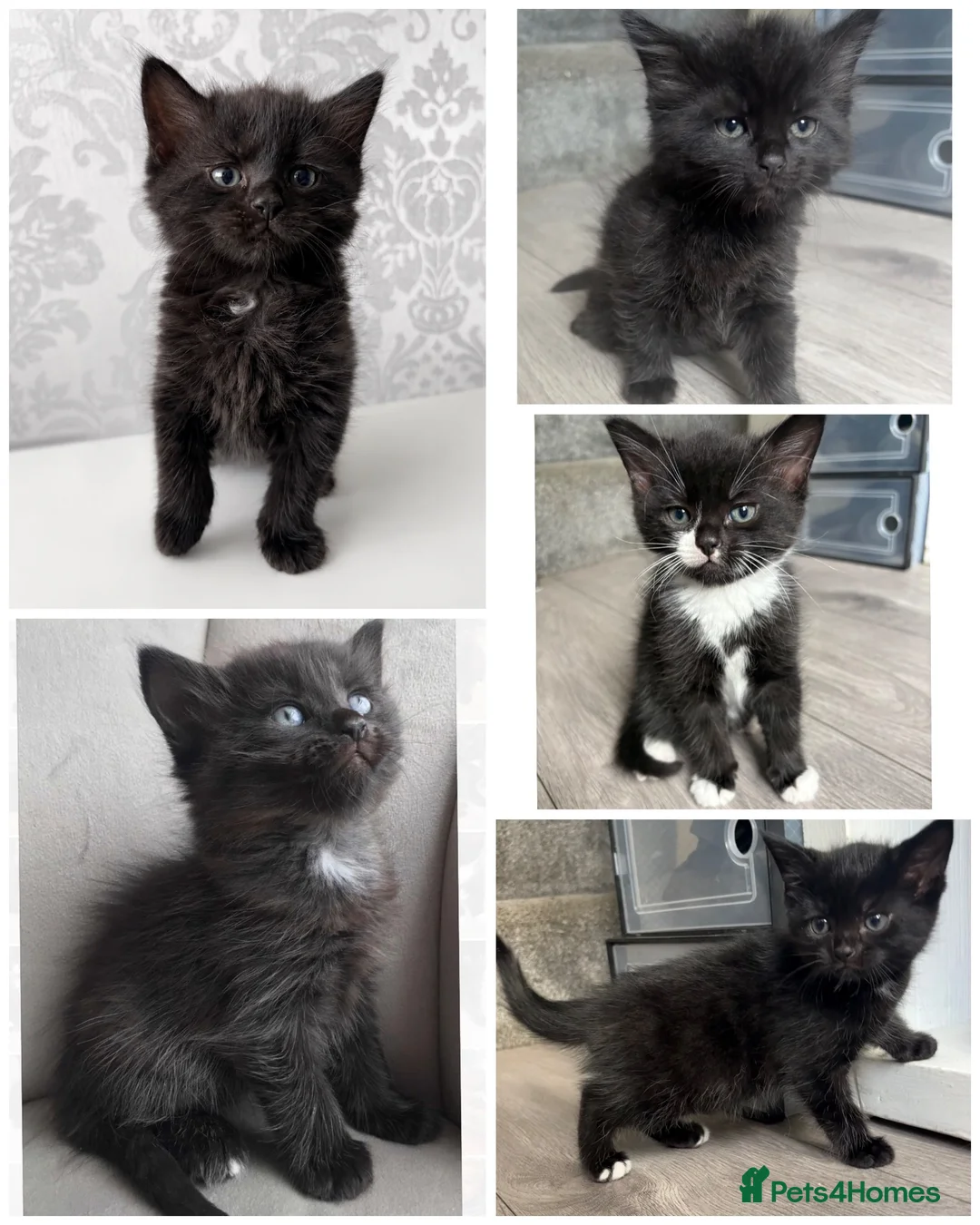 Mixed Breed cats for sale: Ragdoll cross kittens  - Advert 1