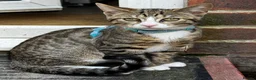 Mixed Breed cats for sale: Bengal x Tabby mixbreed. - Advert 35