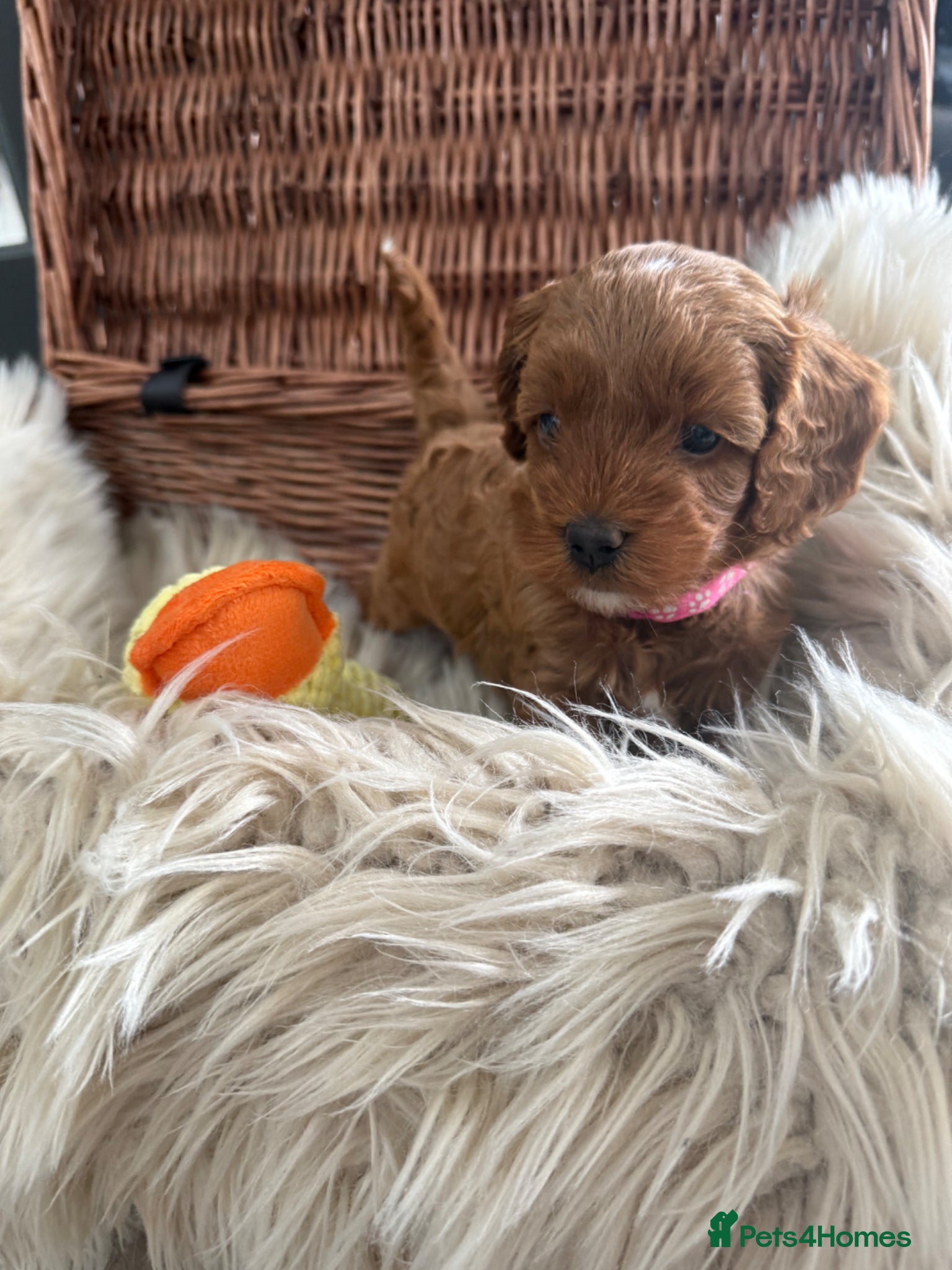 Cavapoo dogs Beautiful F1b Toy Cavapoos parents health checked  - Advert 17