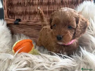 Cavapoo dogs Beautiful F1b Toy Cavapoos parents health checked - Advert 17