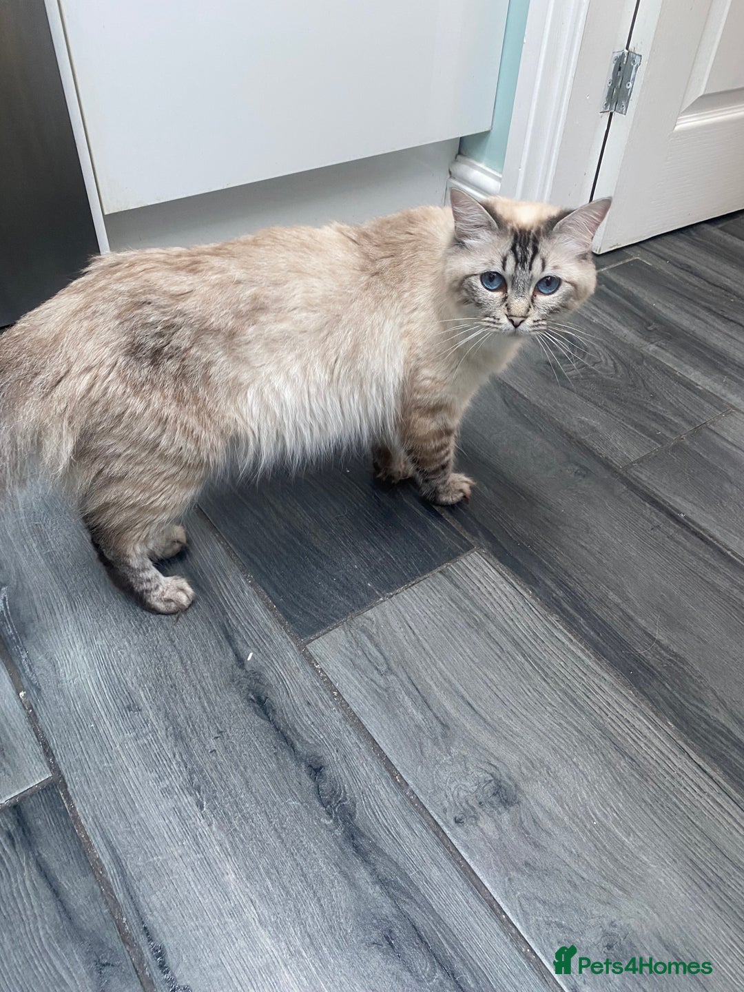 Ragdoll cats for sale: Gccf registered 3 boys left can deliver  - Image 3