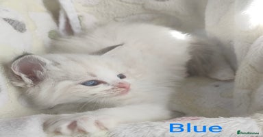 Ragdoll cats - Advert 16