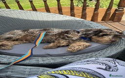 Miniature Poodle dogs for stud: Gorgeous Chocolate Merle Proven Stud in Mansfield - Image 8