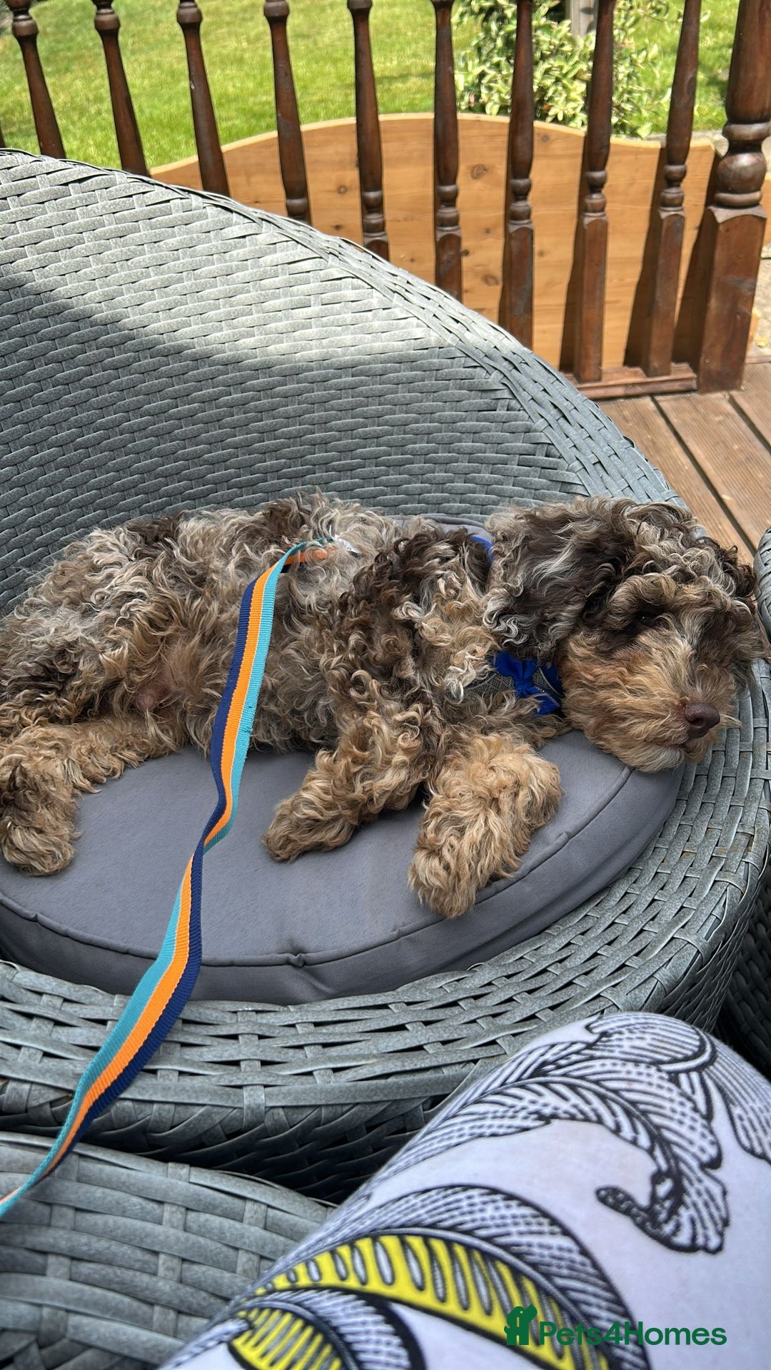 Miniature Poodle dogs for stud: Gorgeous Chocolate Merle Proven Stud in Mansfield - Image 8