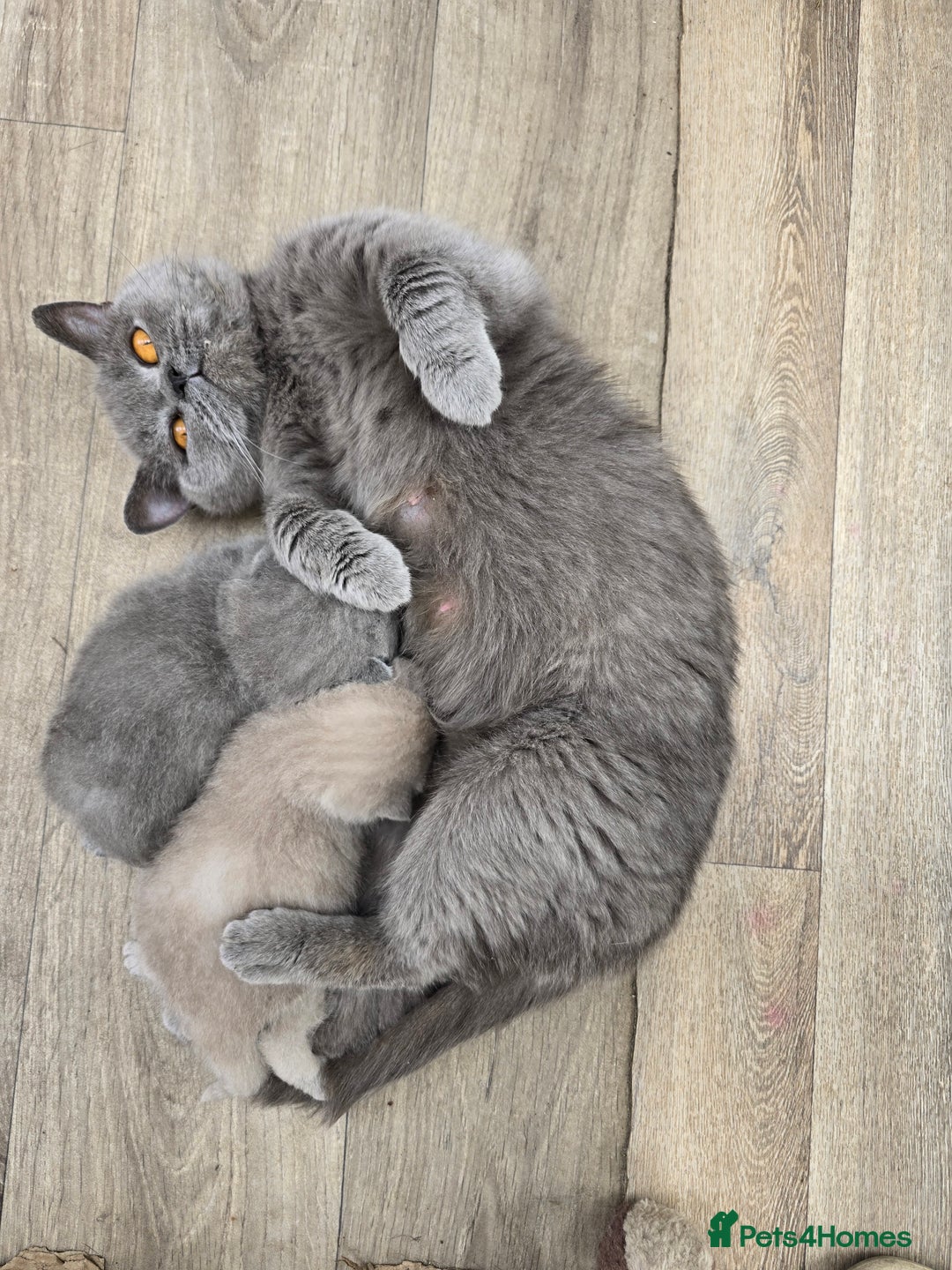 British Shorthair cats for sale: British shorthair  - Image 6