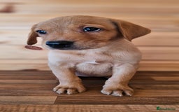 Labrador Retriever dogs for sale: ONLY 1 BEAUTIFUL KC FOX RED GIRL LAB AVAILABLE - Image 5