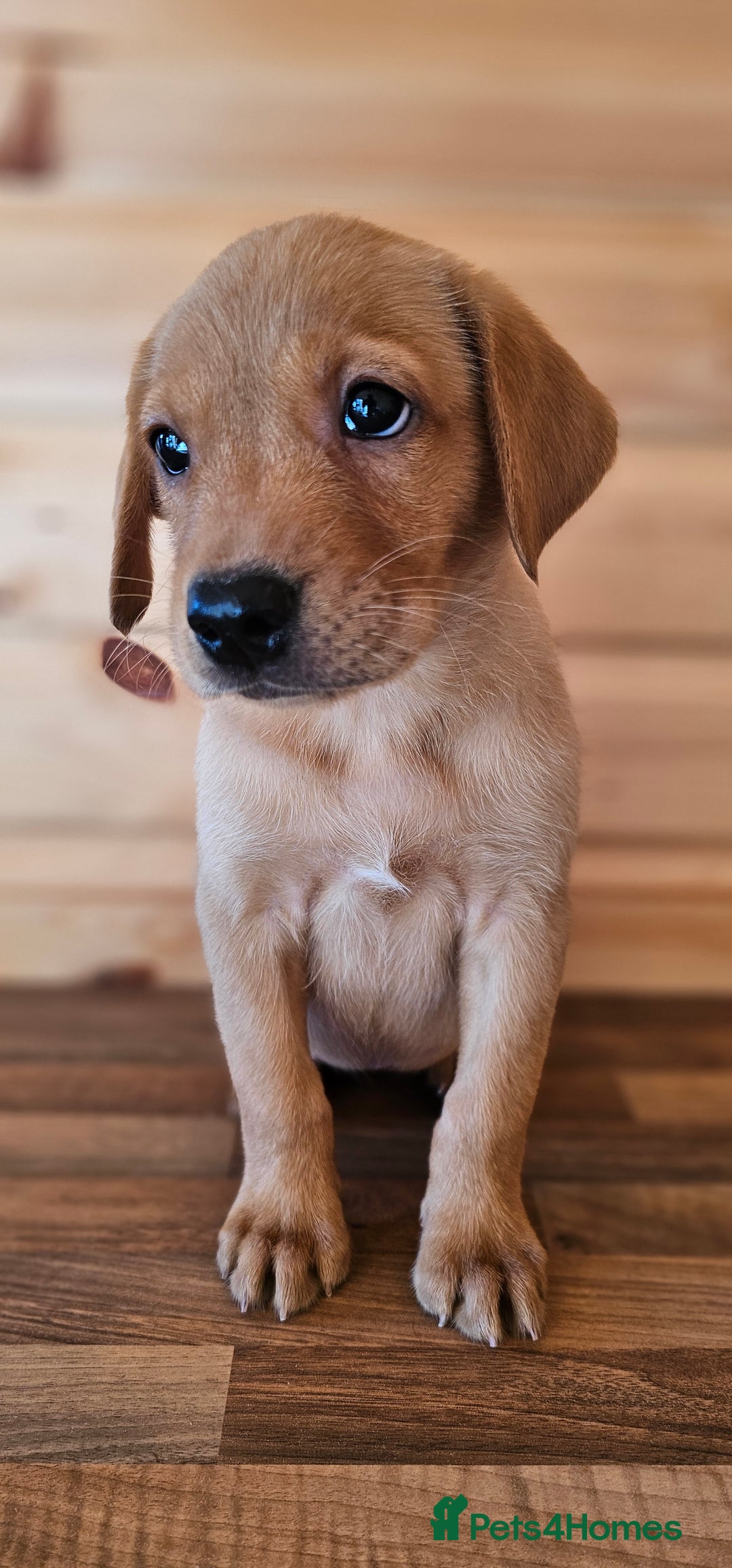 Labrador Retriever dogs for sale: ONLY 1 BEAUTIFUL KC FOX RED GIRL LAB AVAILABLE - Image 5