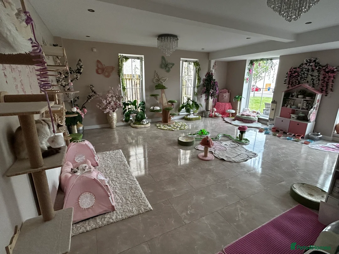 Ragdoll cats for sale: Beautiful Ragdoll kittens from Champion lines - Advert 22