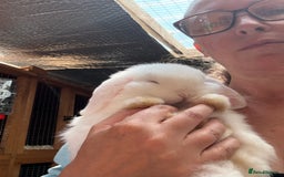 Dwarf Lop rabbits for sale: The laziest little bunny ever - Image 3