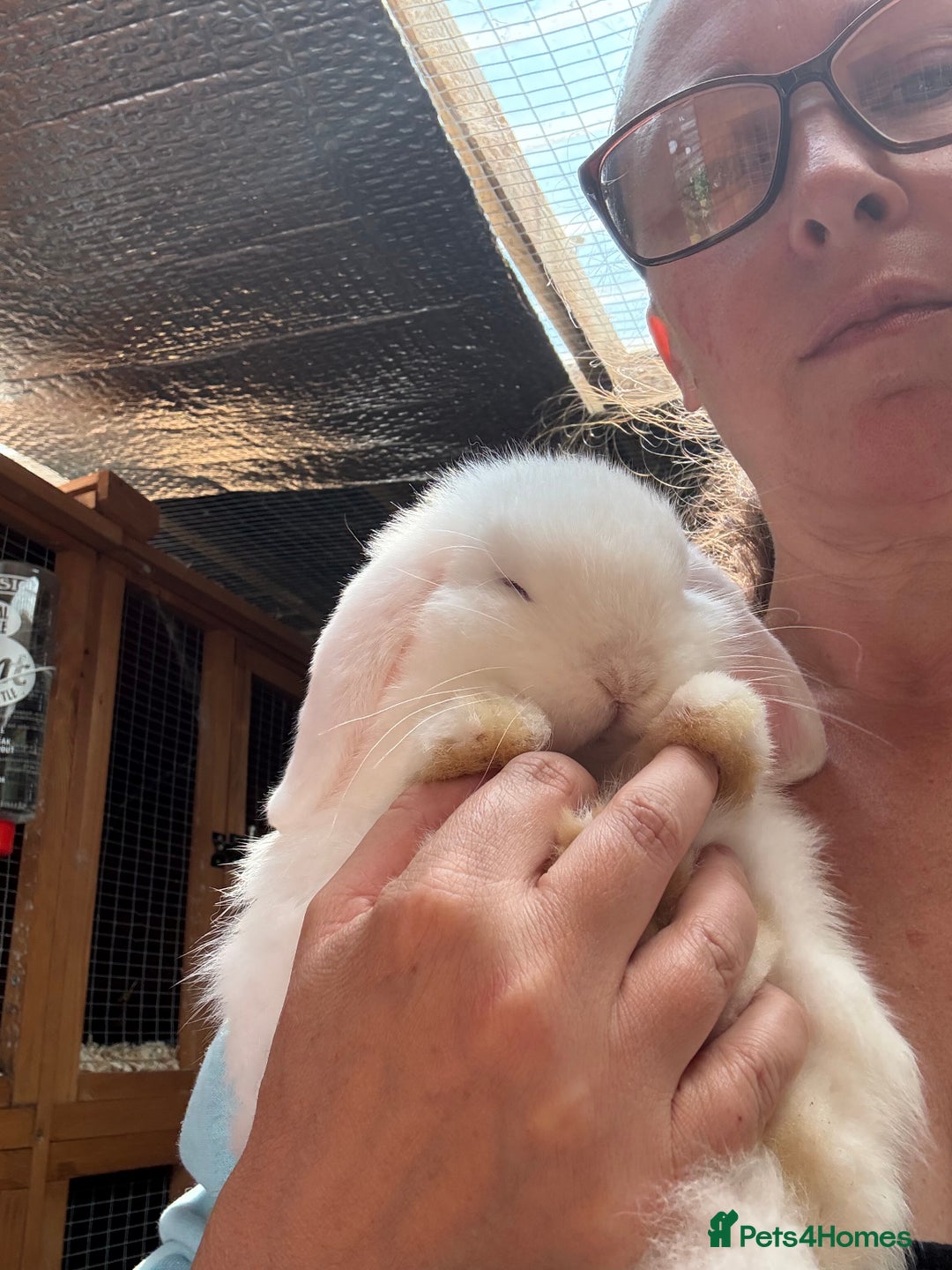 Dwarf Lop rabbits for sale: The laziest little bunny ever - Image 3