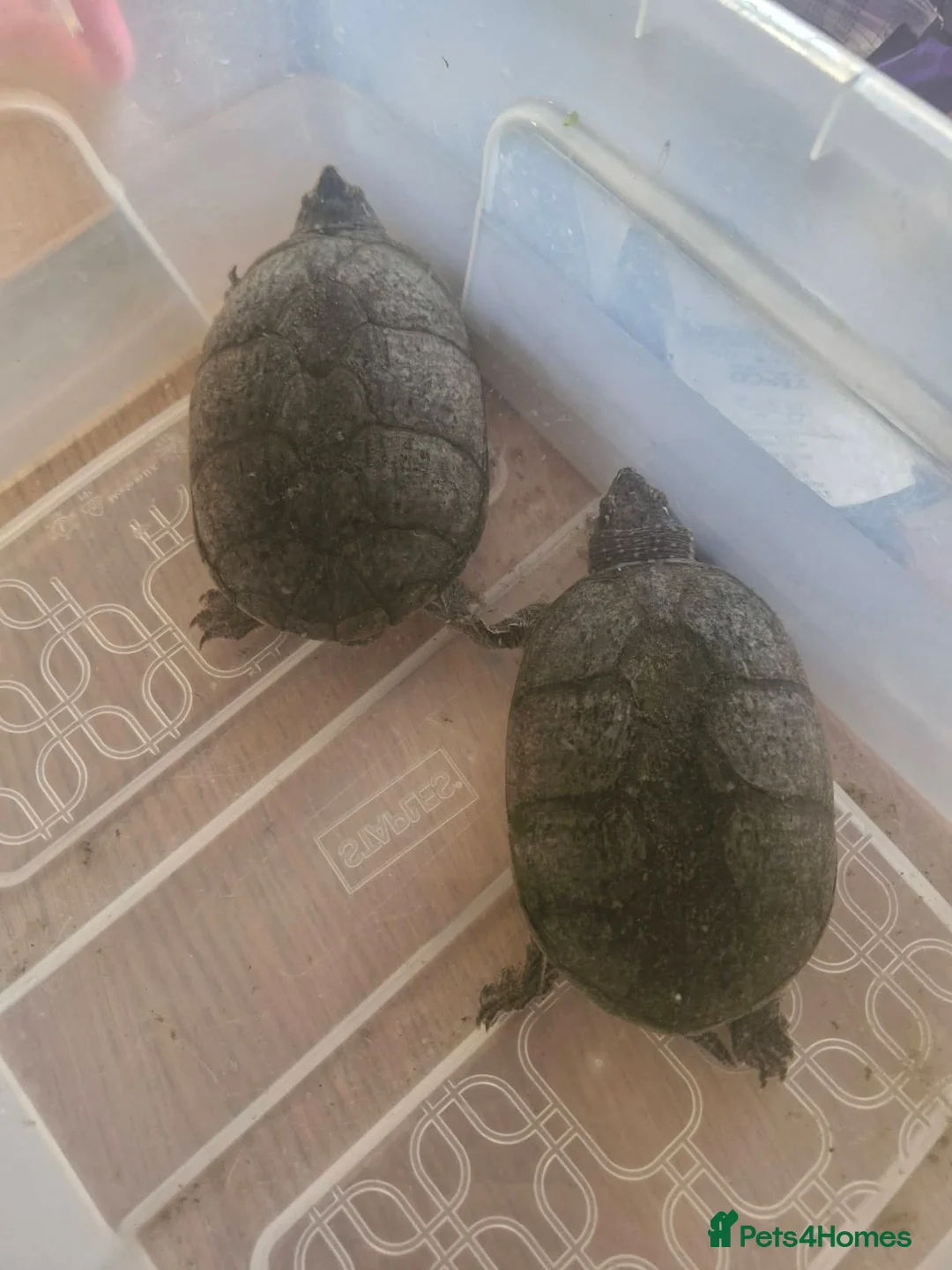 Turtle reptiles for sale: 2 musk turtles  - Advert 2