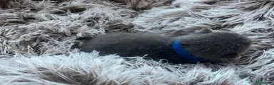 British Shorthair blue collar 