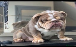 English Bulldog dogs for stud: 💥MR MIAGI LILAC TRI MINI BULLDOG STUD💥 in Liverpool - Image 1