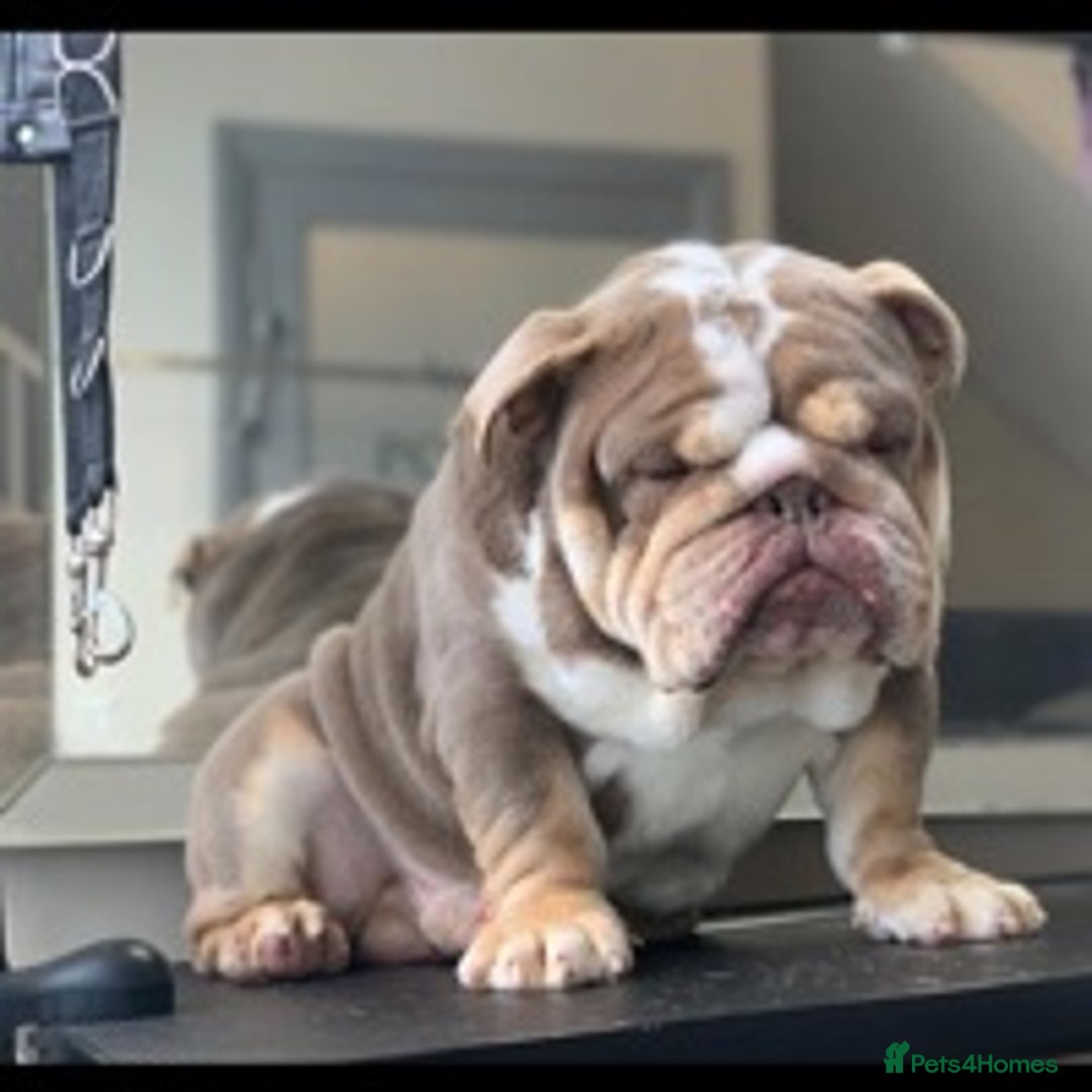 English Bulldog dogs for stud: 💥MR MIAGI LILAC TRI MINI BULLDOG STUD💥 in Liverpool - Image 1