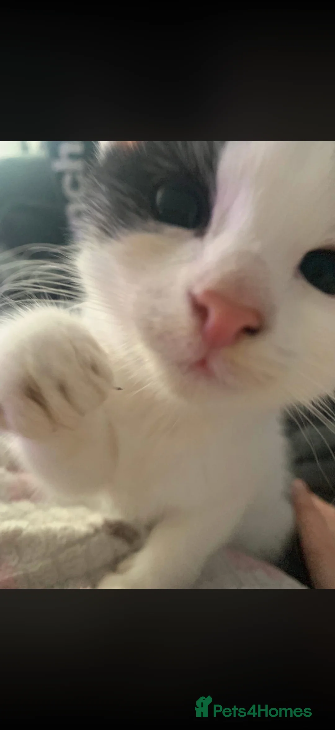 Mixed Breed cats for sale: Male kitten  - Advert 1