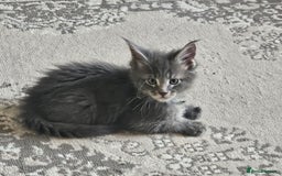 Maine Coon cats for sale: Mainecoon Kittens. Parents are GCCF registered - Image 3