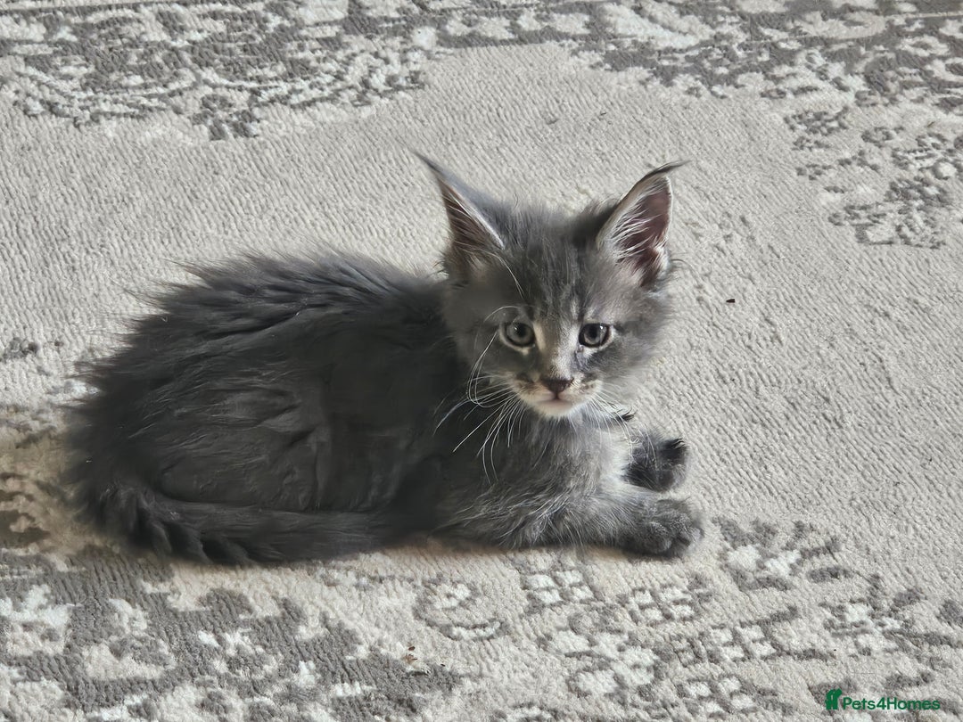 Maine Coon cats for sale: Mainecoon Kittens. Parents are GCCF registered - Image 3