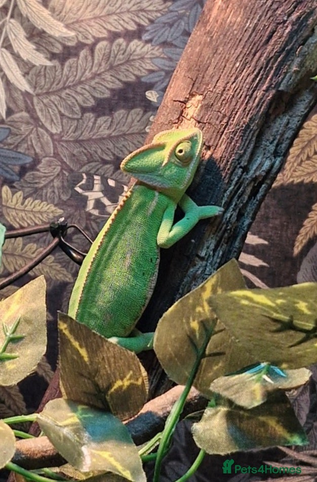 Chameleon reptiles for sale: Young female veiled Chameleon  in Chester - Advert 4