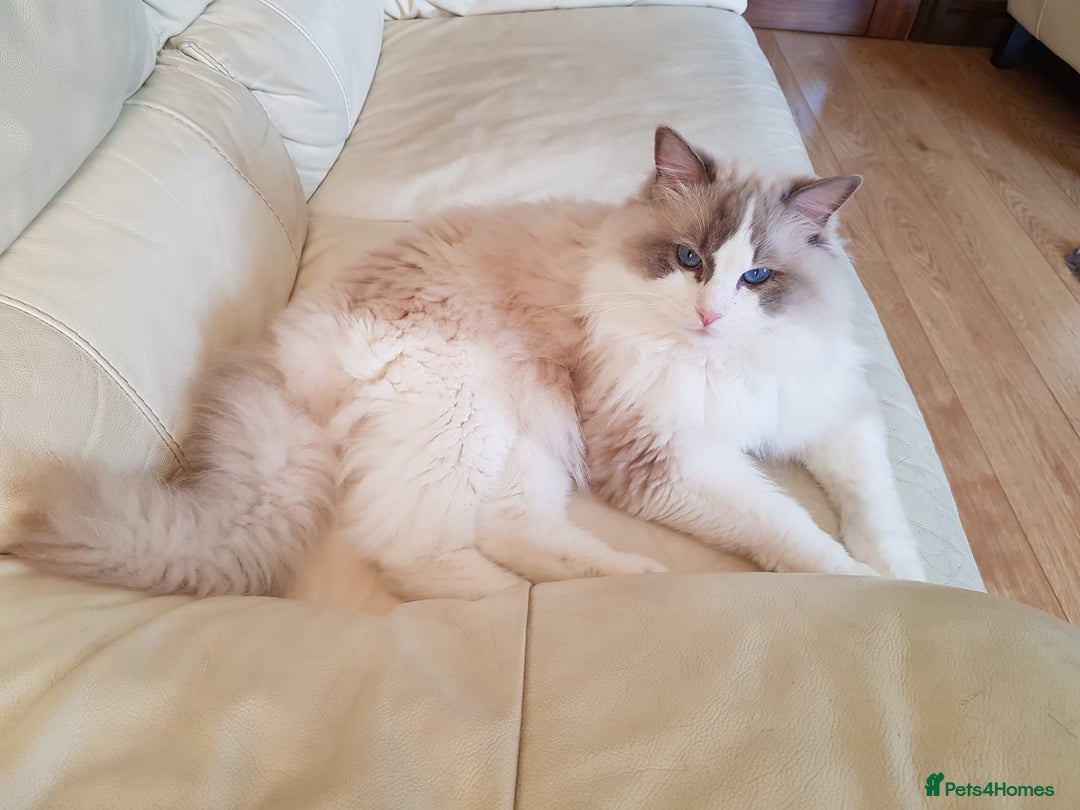 Ragdoll cats for sale: GORGEUS RAGDOLL KITTENS FOR SALE - Image 13