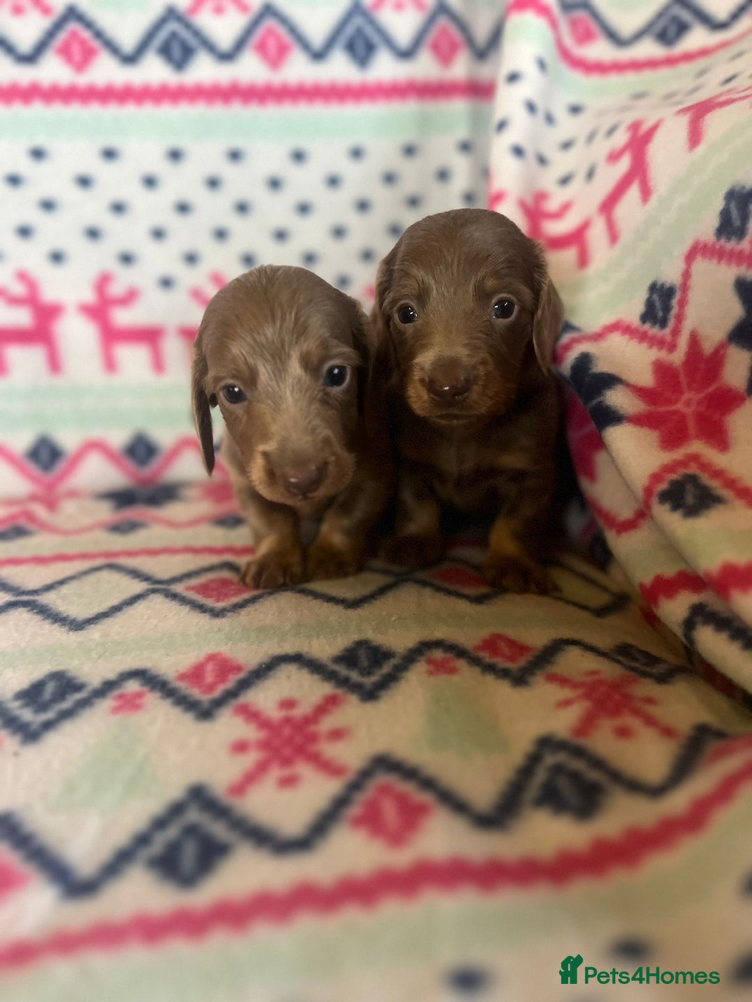 Miniature Dachshund dogs for sale: Miniature dachshund puppies  - Advert 14