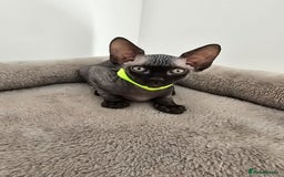 Sphynx cats for sale: TICA registered Canadian sphynx  - Image 10