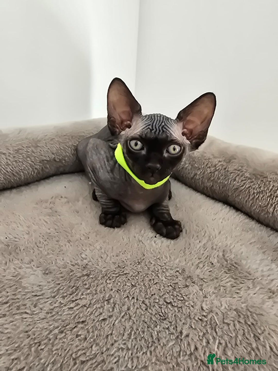 Sphynx cats for sale: TICA registered Canadian sphynx  - Image 10