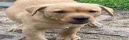 Labrador Retriever dogs for sale: Labrador puppies - Advert 7