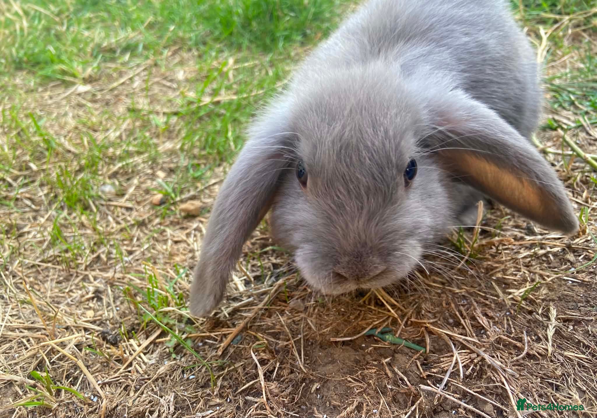 Mini Lop rabbits Baby mini lop  - Advert 18