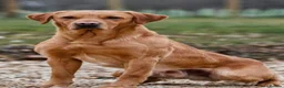 Labrador Retriever dogs for sale: KC Registered Working Labrador Retriever Puppies - Advert 5