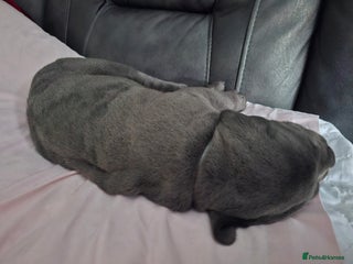 Cane Corso Puppy 4