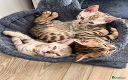 Bengal cats for sale: Beautiful Bengal Kittens Brown & Snows - Image 7