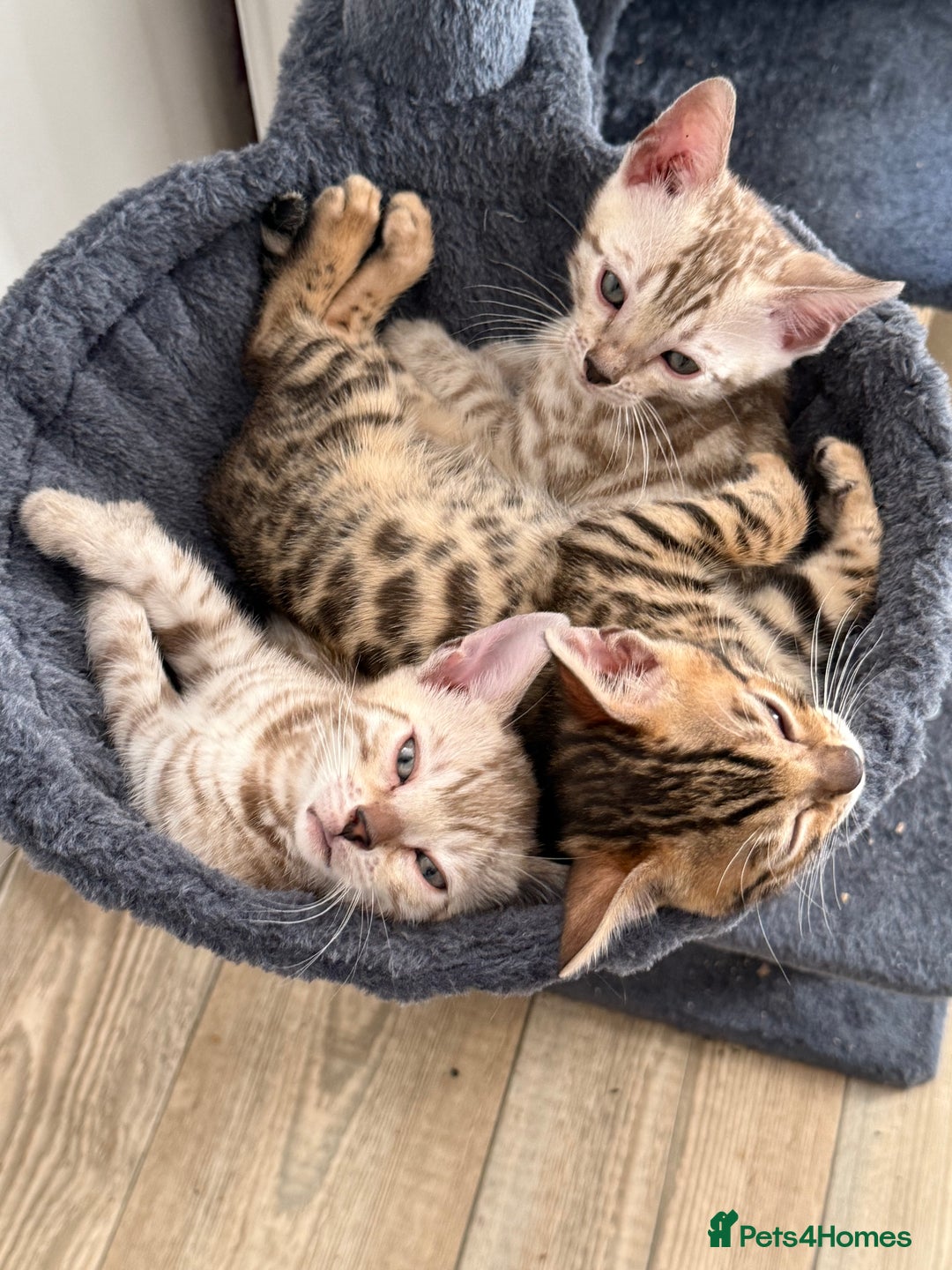 Bengal cats for sale: Beautiful Bengal Kittens Brown & Snows - Image 7