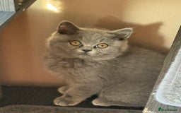 British Shorthair cats for sale: Rare Coloured British Shorthair kittens - Image 36