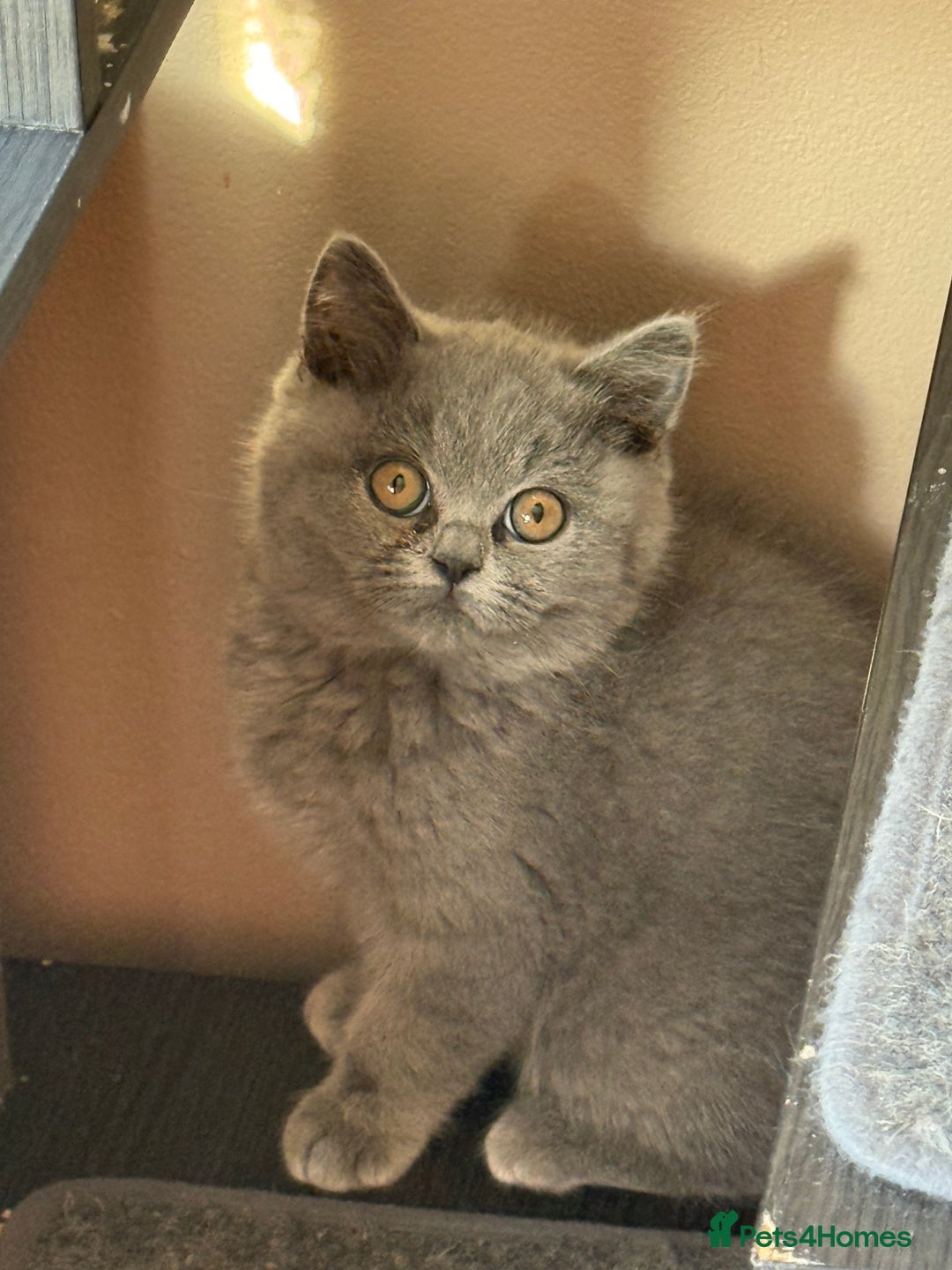 British Shorthair cats for sale: Rare Coloured British Shorthair kittens - Image 36