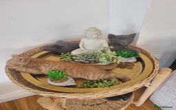 Mixed Breed cats for sale: 1 Ginger boy and 1 Tabby girl available  - Image 3
