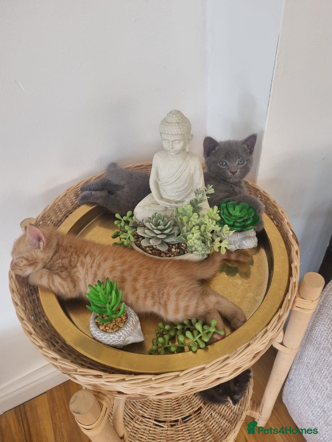 Mixed Breed cats for sale: 1 Ginger boy and 1 Tabby girl available  - Image 3