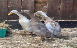 Ducks poultry for sale: Trio of runner ducks - Image 2