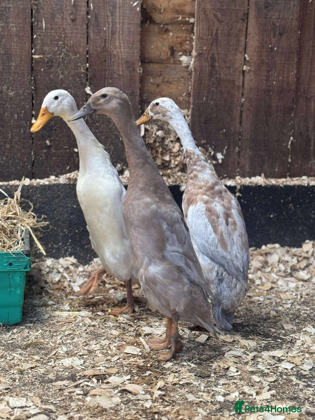Ducks poultry for sale: Trio of runner ducks - Image 2
