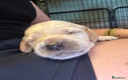 Cockapoo dogs for sale: 🐾 F1 Top Class 🐾  - Image 18