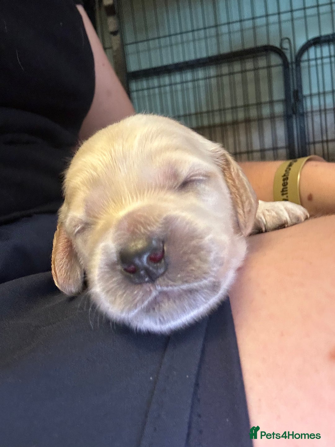 Cockapoo dogs for sale: 🐾 F1 Top Class 🐾  - Image 18