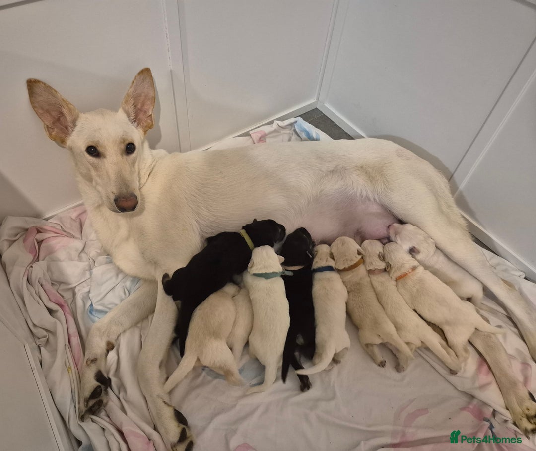 Mixed Breed dogs for sale: Shepinois puppies  - Advert 1