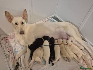 Mixed Breed dogs Shepinois puppies ready to leave - Advert 8