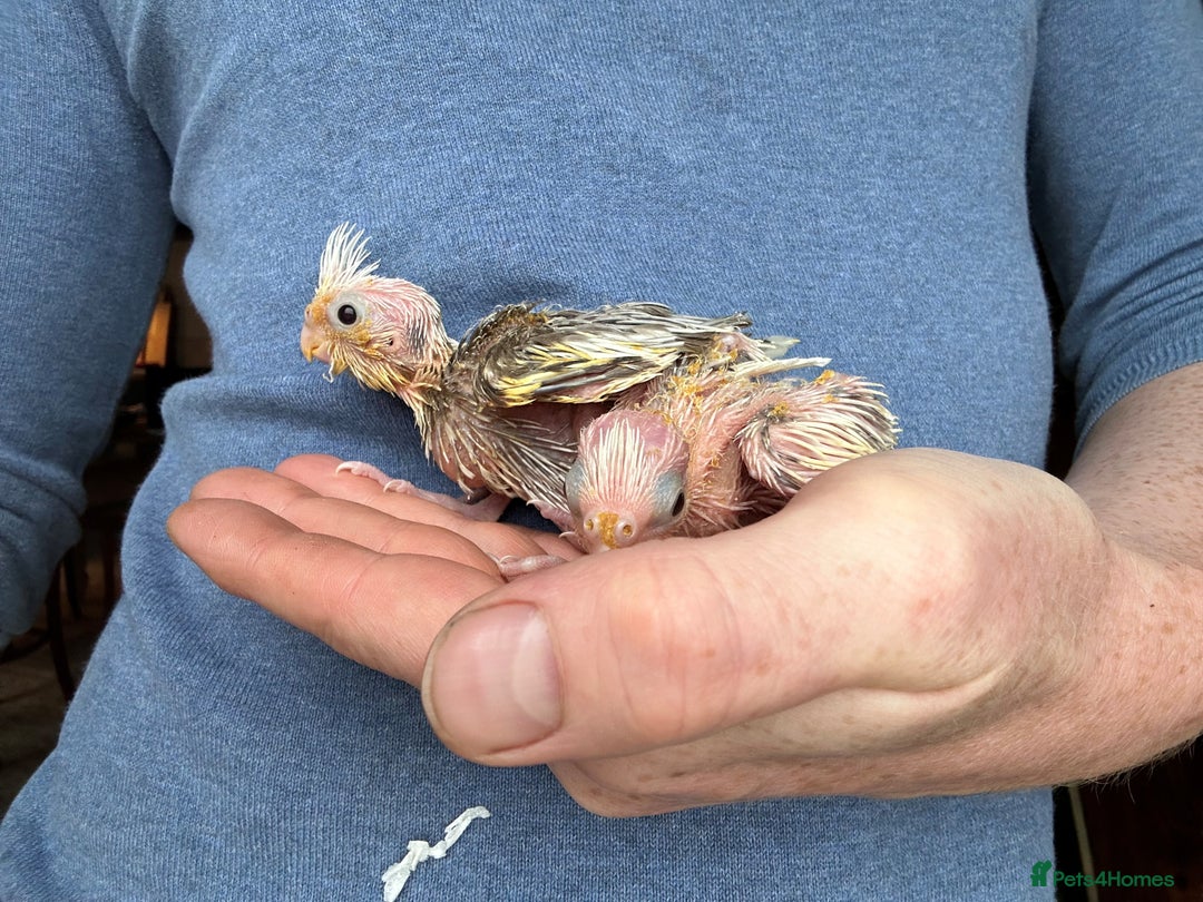 Cockatiels birds for sale: Hand Reared Baby Cockatiels - Image 3