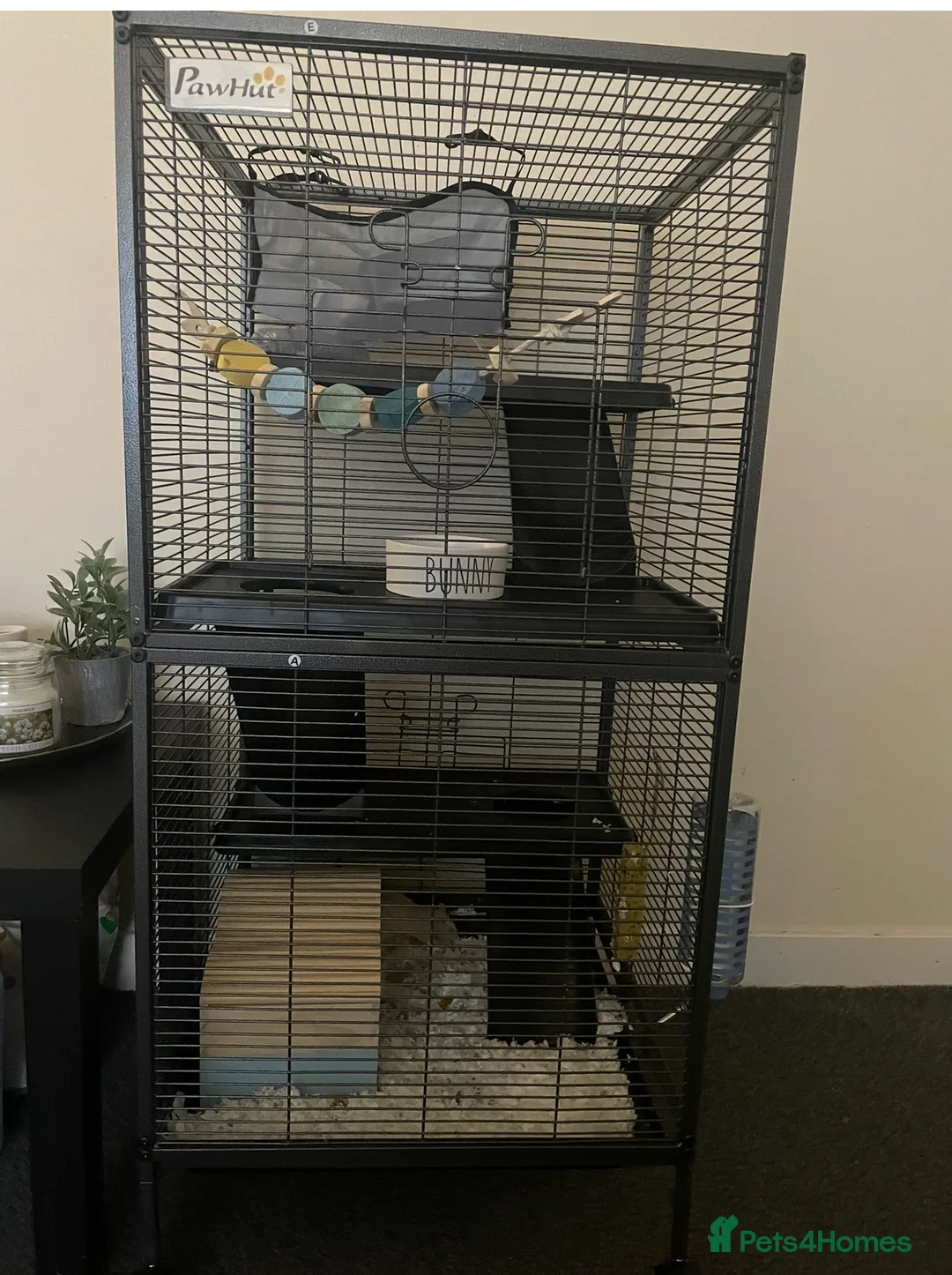 Rat rodents for sale: 2 White rats  in Broxburn - Advert 2