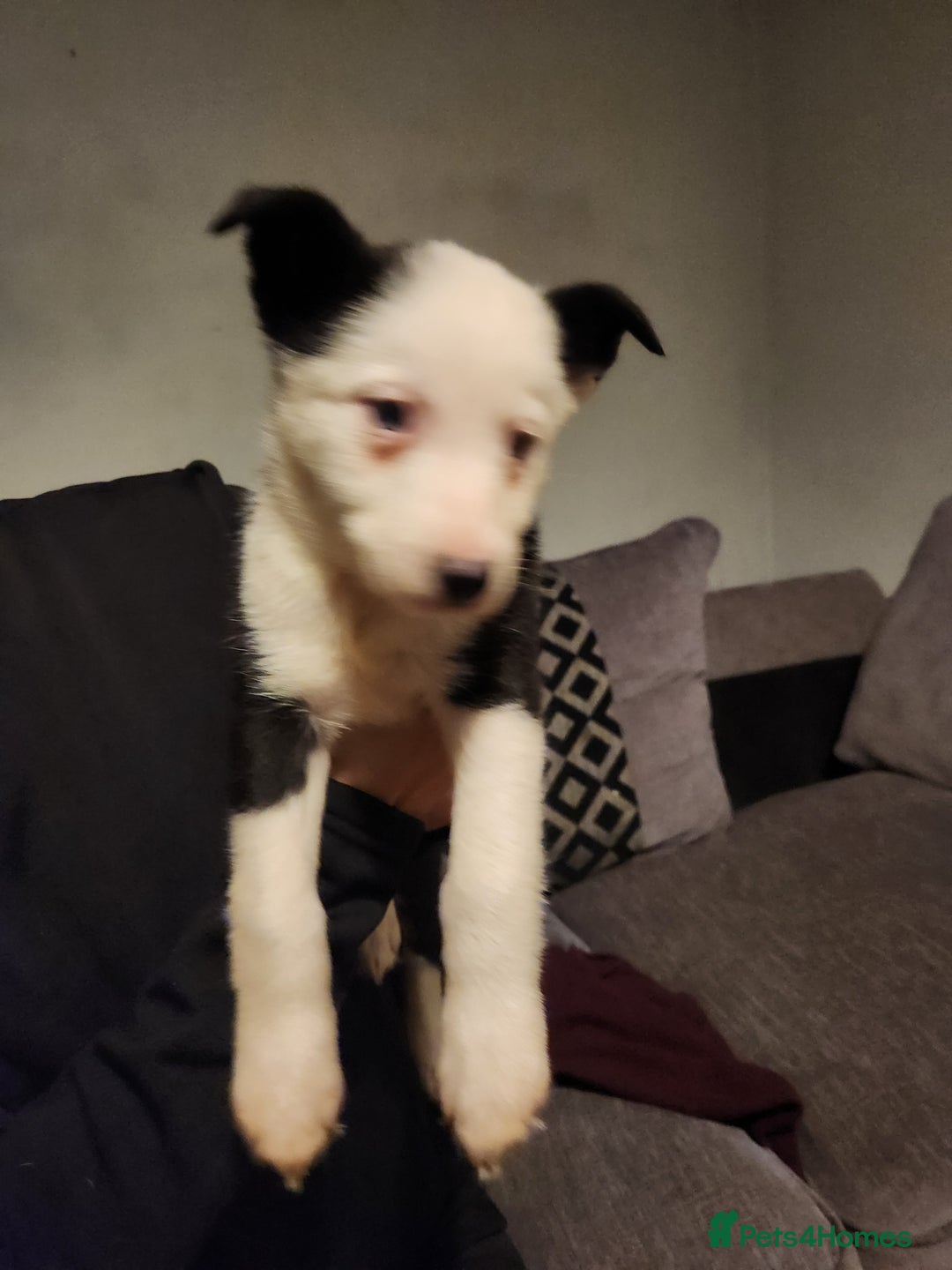 Border Collie dogs for sale: Border collie puppies - Advert 5