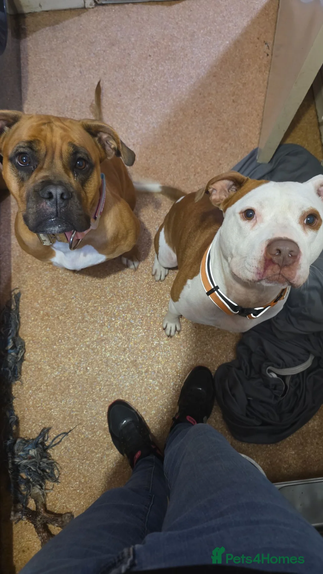 Mixed Breed dogs for sale: Fudge needs his forever home 🏡  in Caldicot - Advert 2