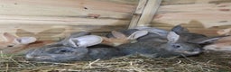 Continental Giant rabbits for sale: Beautiful Pure Continental Giant Babies - Advert 18