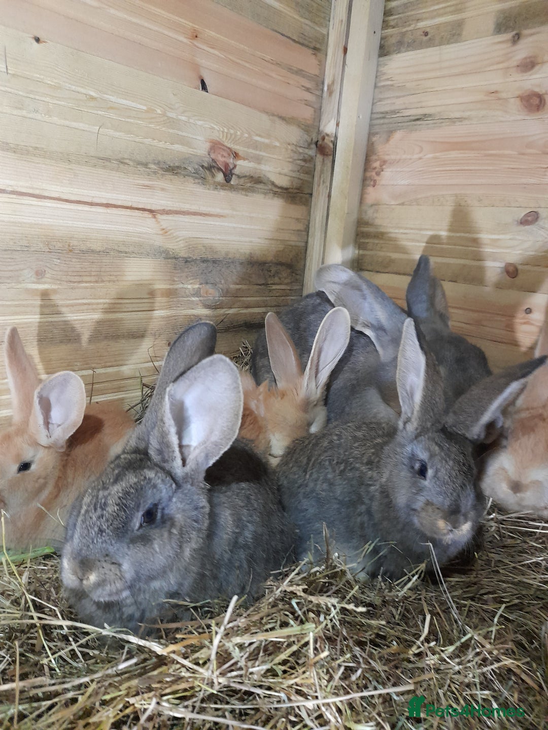 Continental Giant rabbits for sale: Beautiful Pure Continental Giant Babies - Advert 18