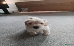 Mixed Breed dogs for sale: Gorgeous puppies for sale - Advert 14