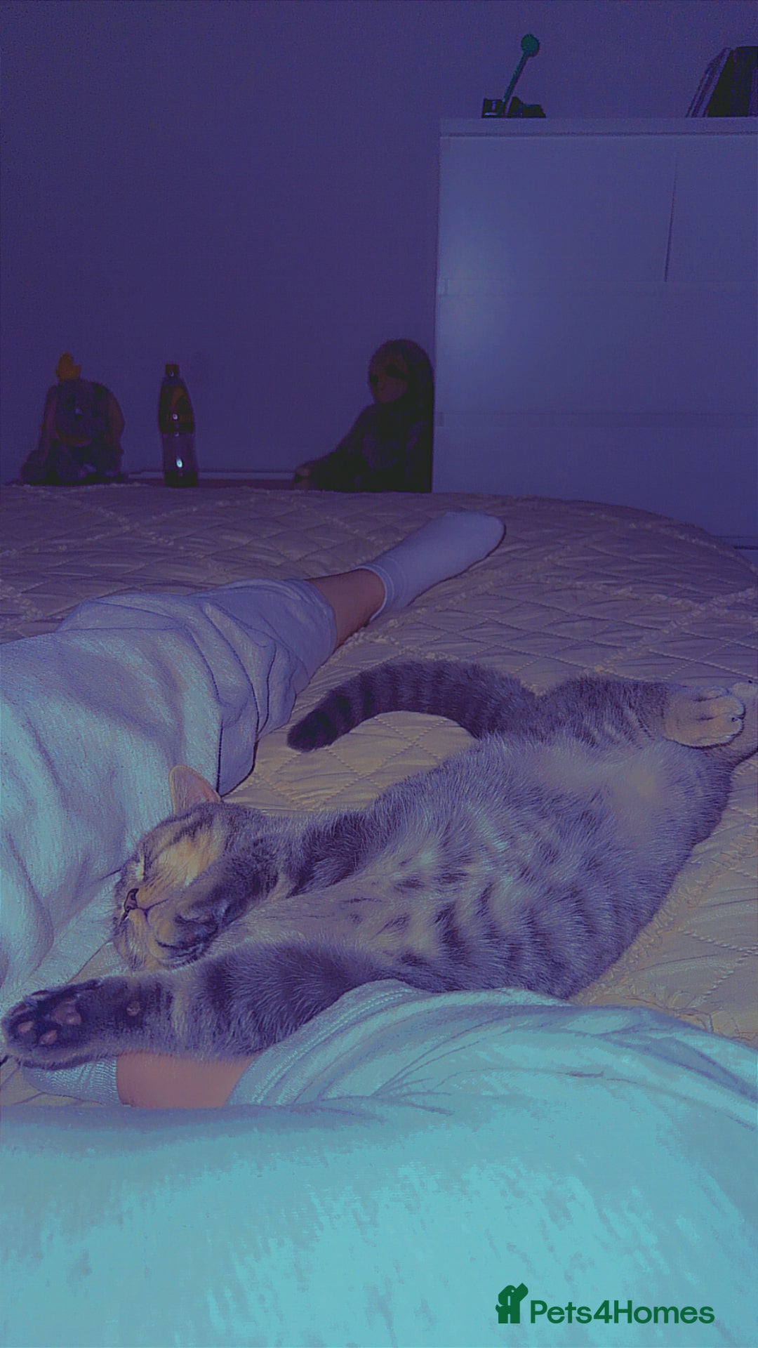 British Shorthair cats for sale: British shorthair boy  - Advert 3